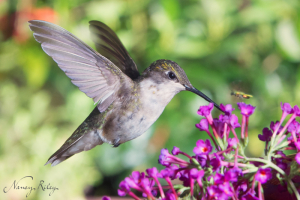 Hummingbird at f/16