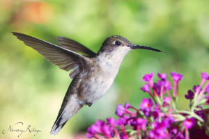 Hummingbird at f/8