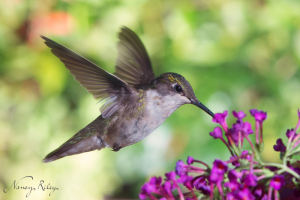 Hummingbird at f/11