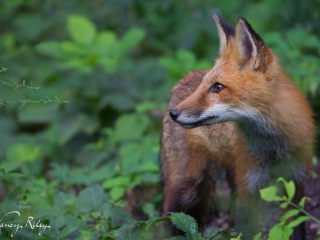 Fox in the woods