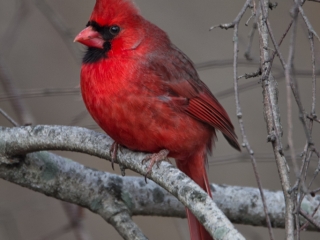 Winter cardinal