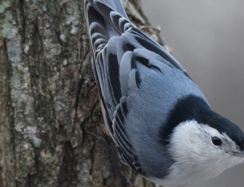 The lazy ornithologist’s guide to bird photography