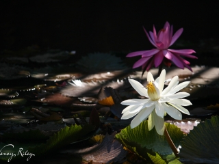 Water lilies