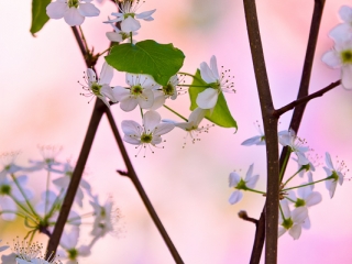 Pear blossoms