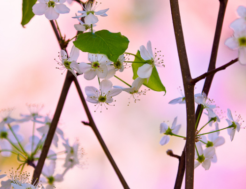 Pear blossoms