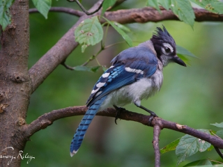 Blue jay