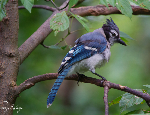 Blue jay