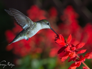 Hummingbird at salvia