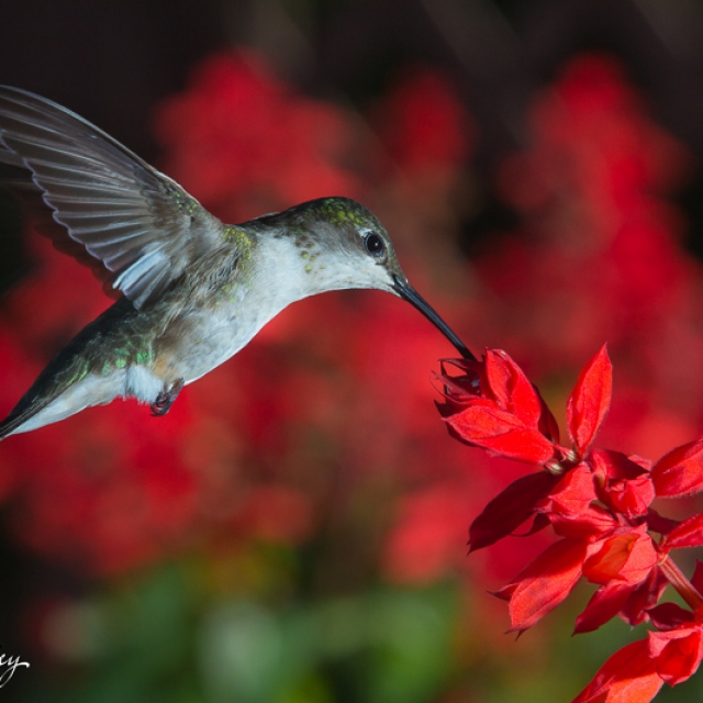 Hummingbird at salvia