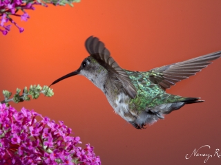 Hummingbird with butterfly bush