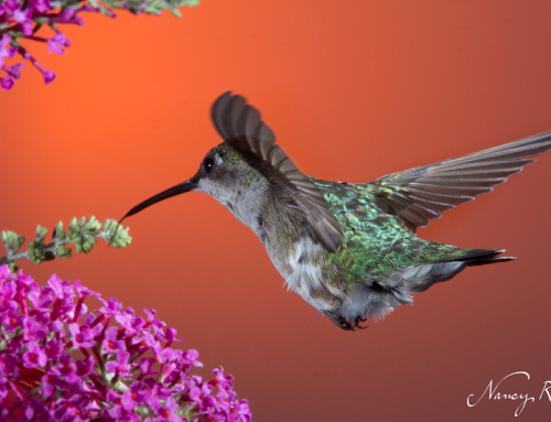 Hummingbird with butterfly bush