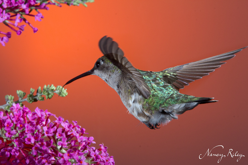 Hummingbird with butterfly bush