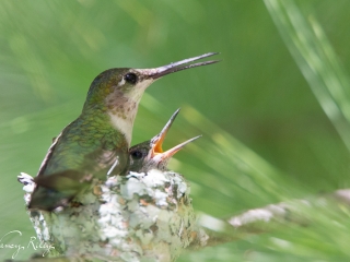 Hummingbirds in nest