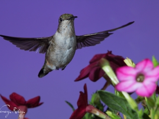 Hummingbird with nicotiana