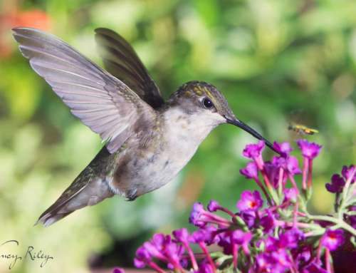 Natural hummingbird photos