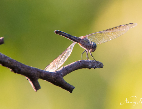 Dragonfly or damselfly?