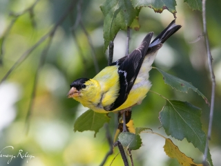 American goldfinch