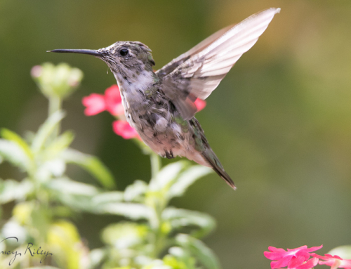 Hummingbird photography in available light