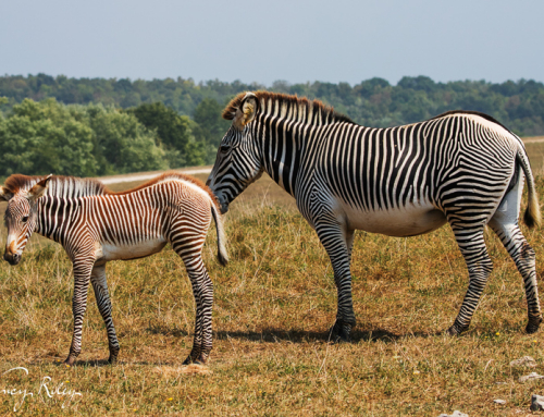 Ohio Safari at The Wilds