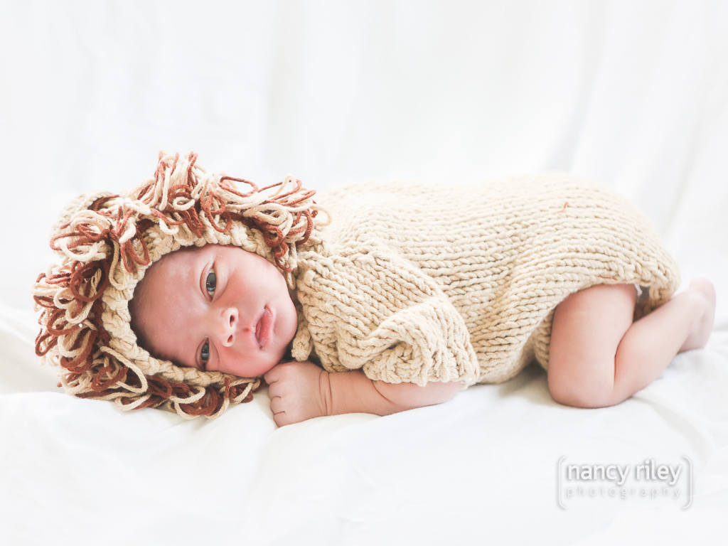 Newborn dressed as lion Newborn dressed as lion